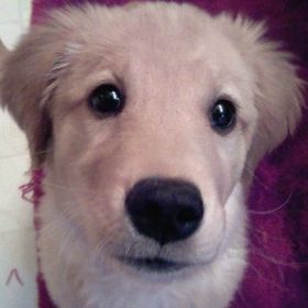 Profile Picture of Lori Skertich Stephany (@sweetlybroken) on Pinterest