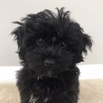 Profile Picture of ⓁⓊⒸⓎ ⓁⒶⒹⒹ the maltipoo (@itslucyladd) on Instagram