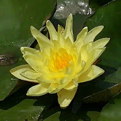 Profile Picture of Alex Doo (@alexdoo610) on Youtube