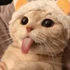 Profile Picture of robert_st4r (@robert_st4r) on Tiktok