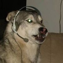 Profile Picture of James Bork (@DazzlingDoggo) on Twitter