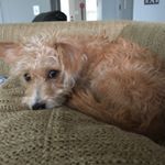 Profile Picture of Conrad Snyder (@conrad.snyder) on Instagram