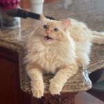 Profile Picture of Sir Romeo Charles Bowman I (@romeothetigerraggie) on Instagram