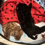 Profile Picture of Jaxon & Bailey🐶🐶🤎🖤 (@jaxon_baileys.adventure.1112) on Instagram