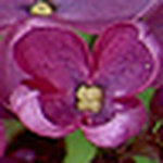 Profile Picture of Janet Walrath (@janetwalrath) on Flickr