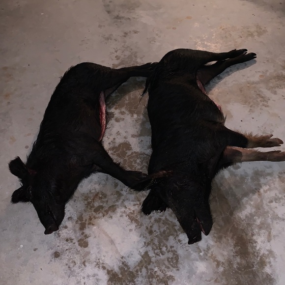 Profile Picture of Greg Leonard (@gleo7766) on Poshmark