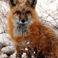 Profile Picture of William Hinshaw (@HinshWL) on Twitter