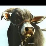 Bovinocultura Brasil - Instagram Profile Picture of Bovinocultura Brasil (@bovinocultura_brasil) on Instagram