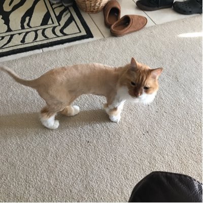 Profile Picture of Brian Dilenge (@bjdilenge) on Twitter