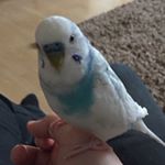 Profile Picture of alexander sturm (@alex_sturm_03) on Instagram