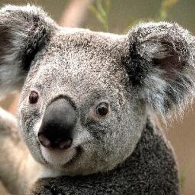Profile Picture of Adolfo Rendon Aviles (@adolforendonavi) on Twitter