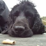 Profile Picture of Adrian Rudd (@bigbadruddy) on Instagram