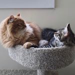 Profile Picture of Lorenzo + Gilbert (@siberian.cat.bros) on Instagram