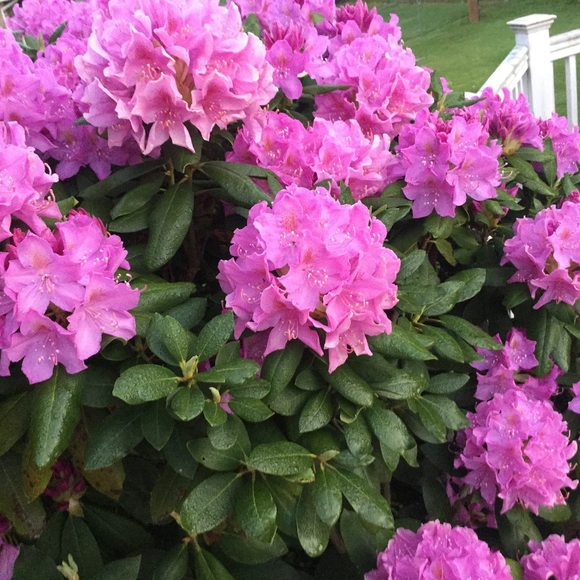 Profile Picture of Barbara Cogliano (@barbaracogliano) on Poshmark