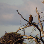 Profile Picture of Brian Arcos (@8orcos8) on Flickr