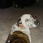 Profile Picture of richard goodfellow (@insta_dickie) on Instagram