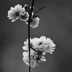 Profile Picture of Amelia Samuel (@_amelia_samuel_) on Instagram