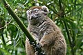 Profile Picture of Southern lesser bamboo lemuron Wikipedia