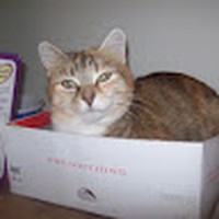 Profile Picture of Joy Ferrell (@joy-ferrell-9) on Quora