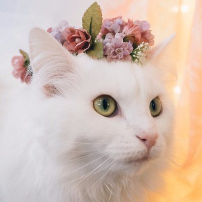 Profile Picture of Jason Pon (@weabooanime) on Twitter