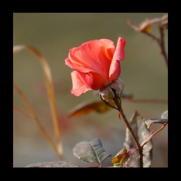 Profile Picture of Bushra Farman (@bfarman10) on Poshmark