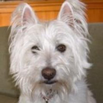 Profile Picture of Mike Girolamo (@michaelgirolam1) on Twitter