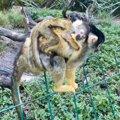 Julian Rose - Twitter Profile Picture of Julian Rose (@DrJulianRose) on Twitter