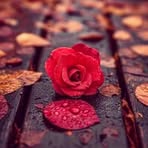 Profile Picture of Dima Alomar (@dima.alomar.2025) on Facebook