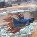 Chad Ortiz - Instagram Profile Picture of Chad Ortiz (@chagz_the_fish) on Instagram