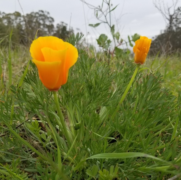 Profile Picture of Ale Aranibar (@amoito) on Poshmark