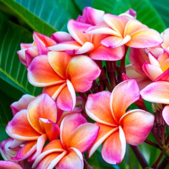 Profile Picture of Amber Empson (@prettybrie22) on Poshmark