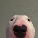 Profile Picture of finsta🐢 (@tyra_thomass) on Instagram