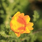 Profile Picture of Sylvia Walpole (@Sylvia-Walpole) on Facebook