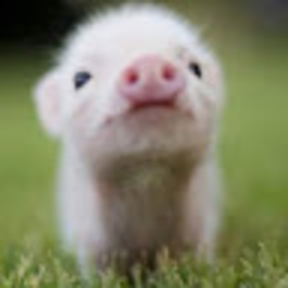 Profile Picture of Giahna Venier (@giahnav) on Poshmark