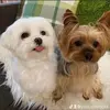 Profile Picture of Paul Schenck (@paulandmaryslittlepaws2) on Tiktok