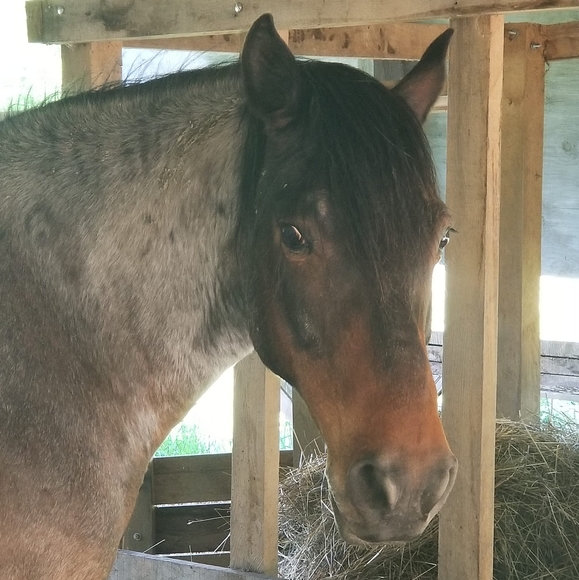 Profile Picture of Allison Schemmel (@alleyrvt) on Poshmark