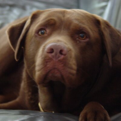 Profile Picture of Christopher Gilson (@CoopsvilChris) on Twitter