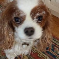 Profile Picture of Deborah O'Rourke (@RourkeDeborah) on Twitter