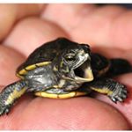 Profile Picture of Jevon Michael (@dino.nigglets) on Instagram