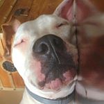 Profile Picture of Monte Verdi (the Pittie) (@monte.saurus.rex) on Instagram