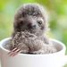 Profile Picture of Sarah Coots (@coots0322) on Pinterest