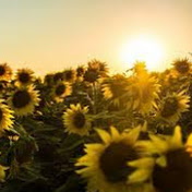 Profile Picture of Jessi Mitchell (@jessimitchell8550) on Youtube