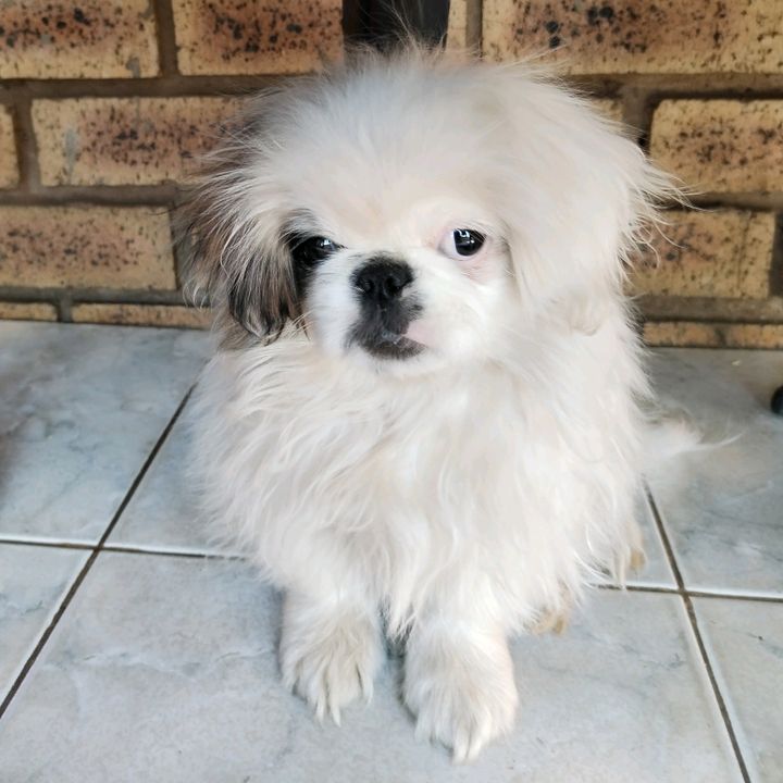 Profile Picture of Lily🐩 (@lily_shih_tzu) on Tiktok