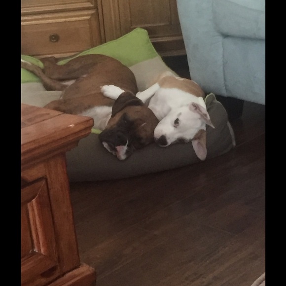 Profile Picture of Amber Alex (@berlex) on Poshmark