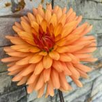 Profile Picture of 𝑀𝑜𝓃𝒾𝓆𝓊𝑒 𝒞𝒶𝓂𝒶𝒸𝒽𝑜 𝒞𝒶𝓇𝓃𝑒𝒾𝓇𝑜 (@monique_cc_) on Instagram