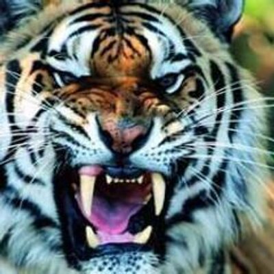 Profile Picture of Jim Maniatis (@jimmaniatis) on Twitter