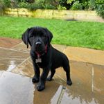 Profile Picture of Frank Lewis (@frank.thefluff) on Instagram