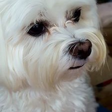 Profile Picture of Diane Michelle Zaba (@CocoBean_Zeus) on Twitter