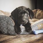 Profile Picture of Buddy Kemp (@___buddythelab___) on Instagram