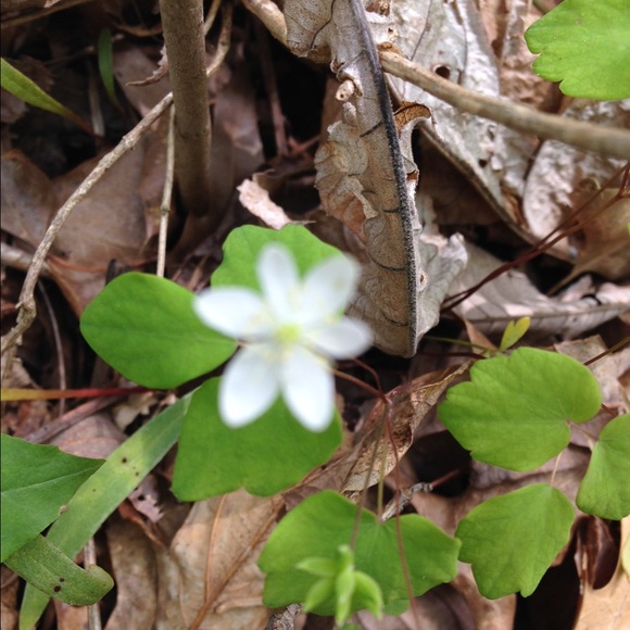 Profile Picture of Kate Owen (@hailey_allie) on Poshmark